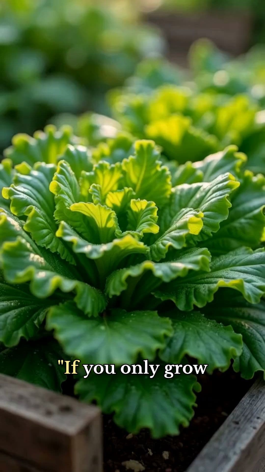 One Plant Everyone Should Grow