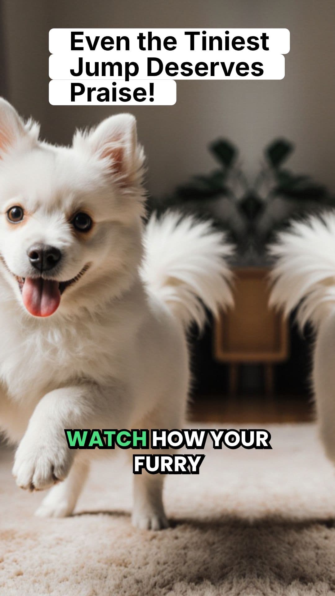 Teach Your Dog to Bounce!