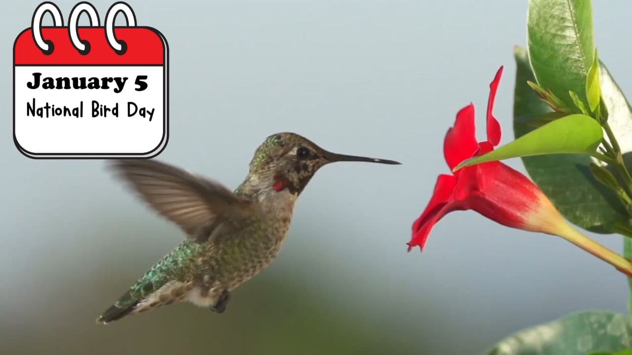 Celebrate National Bird Day!