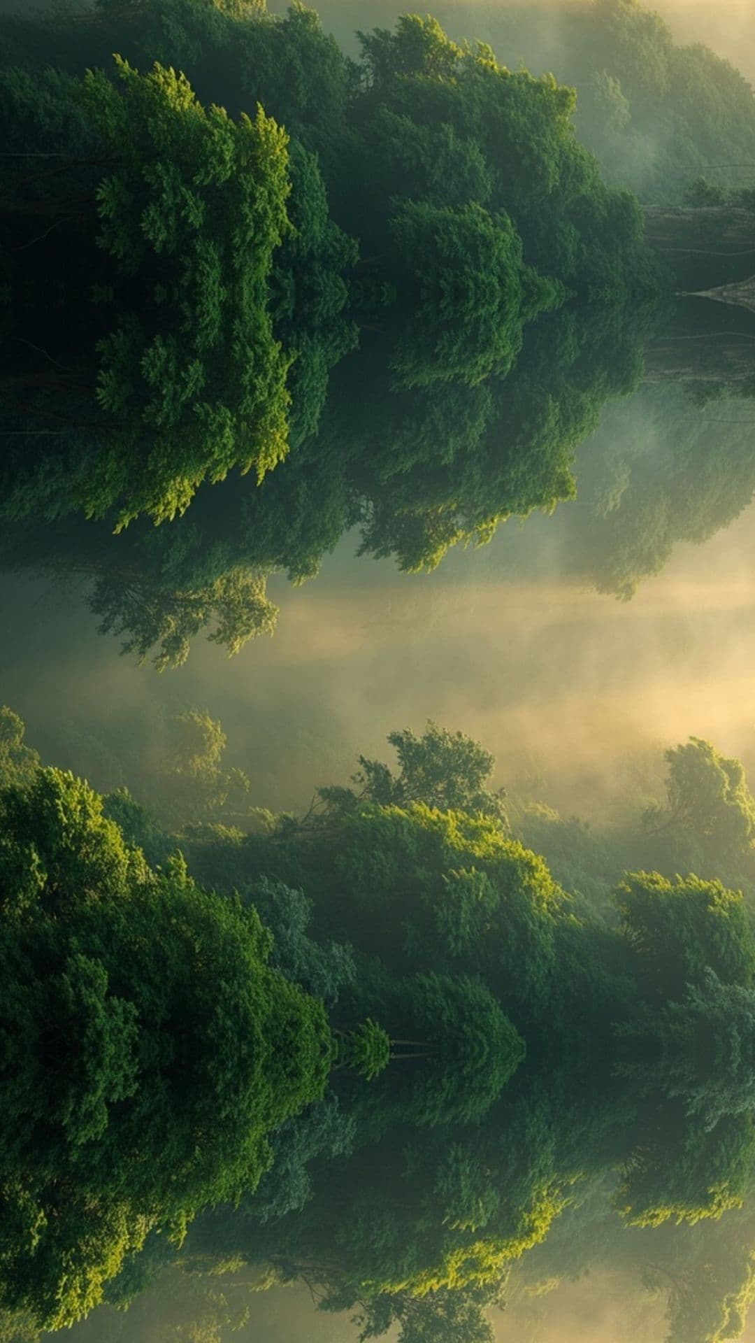 Rainforest Dawn After Rain