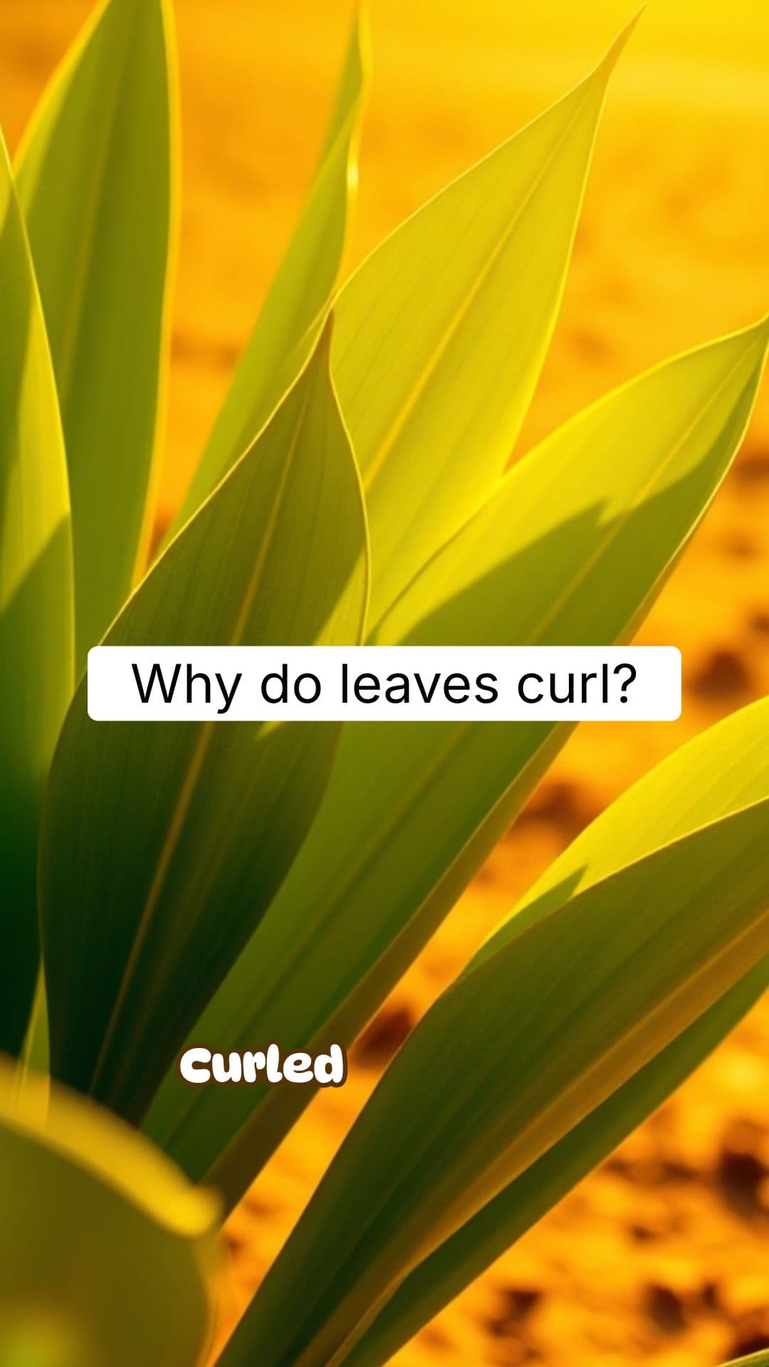Why Do Leaves Curl Up During Heat or Drought? | RapidSmartFacts