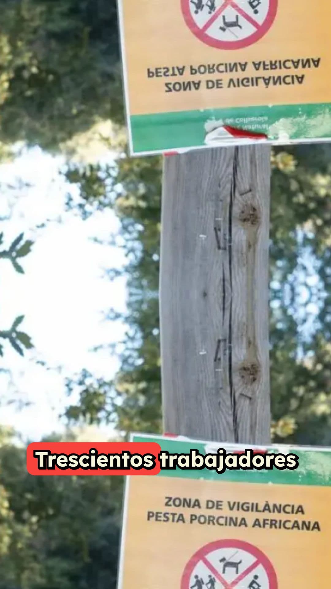 Suspensión de trabajadores por peste porcina