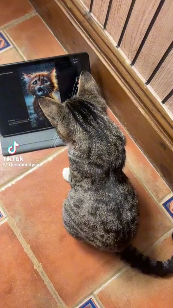 A Cat With a Tender Heart