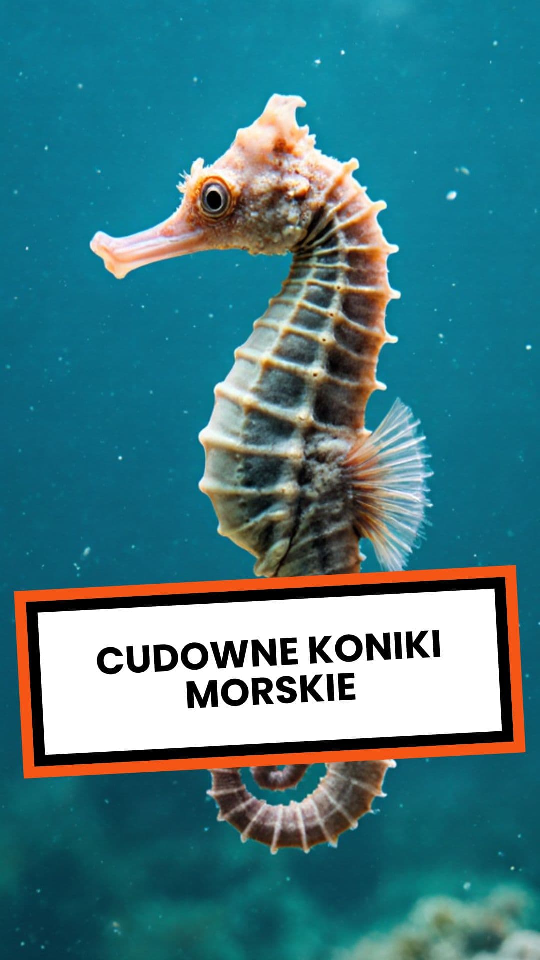 Cudowne koniki morskie