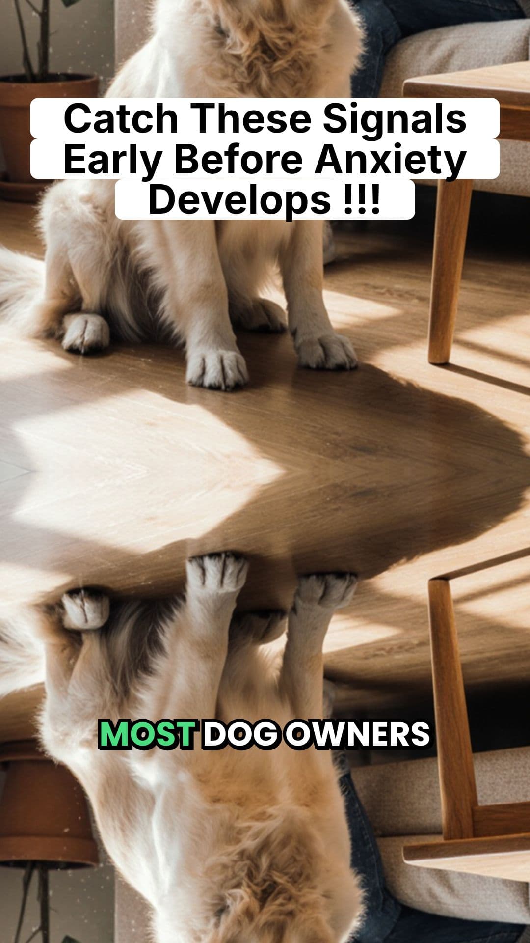 Early Signs of Dog Stress