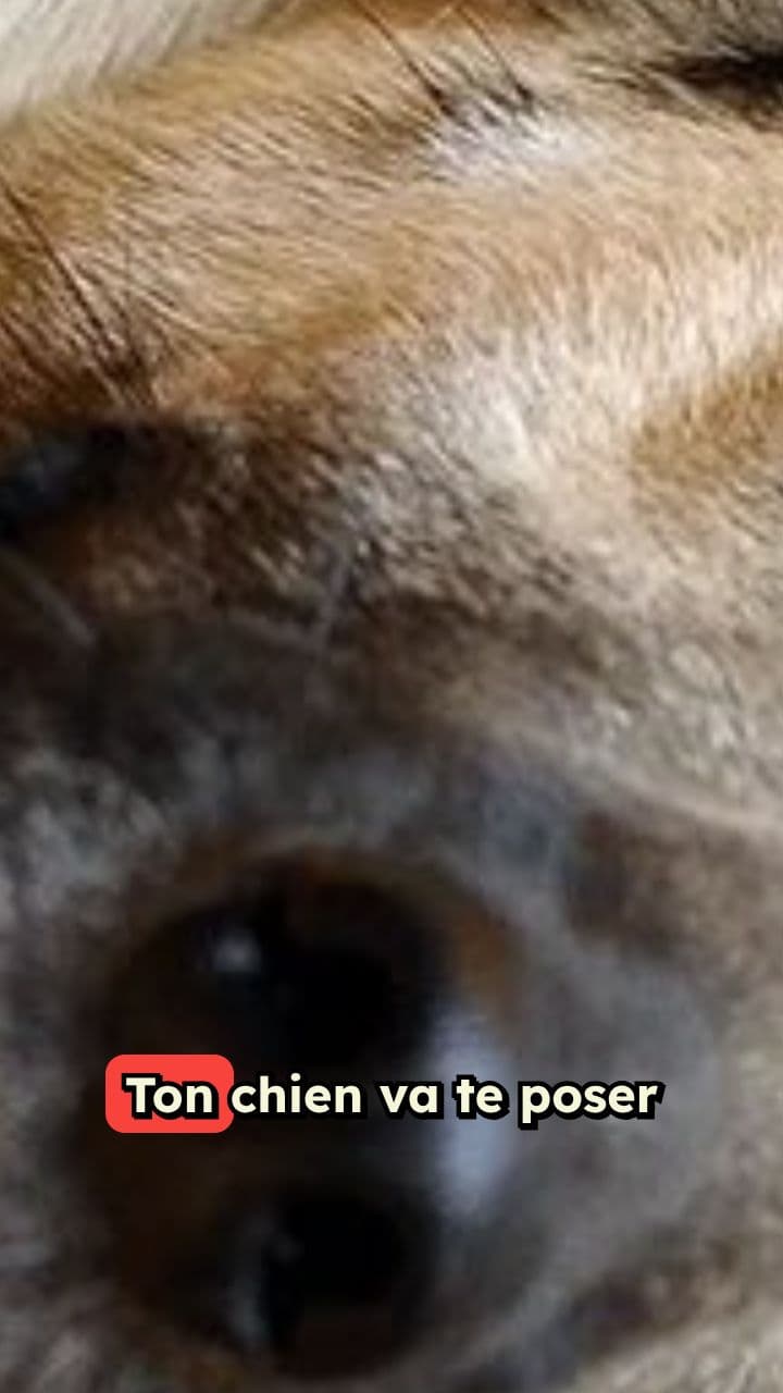 Préparer son chien aux urgences