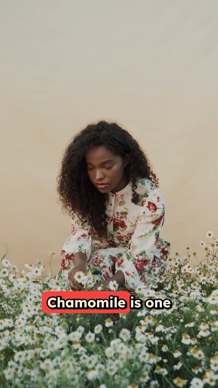 The Comforting Benefits of Chamomile