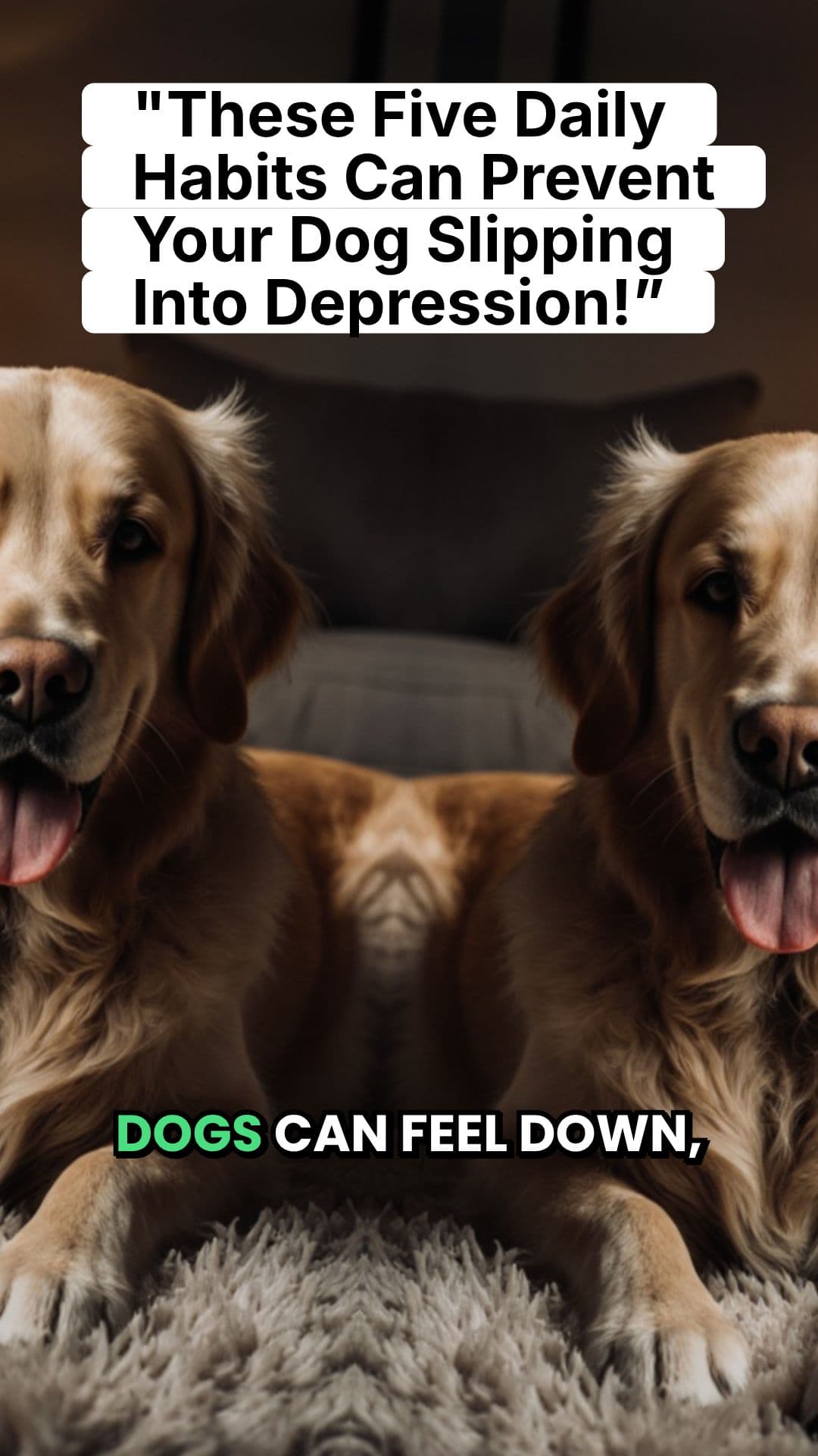 Boost Your Dog's Happiness Daily