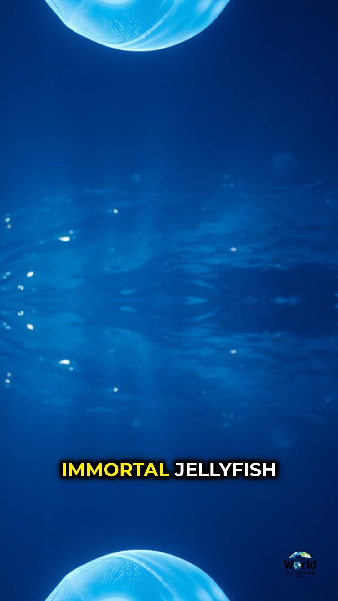 The Tiny Immortal Jellyfish