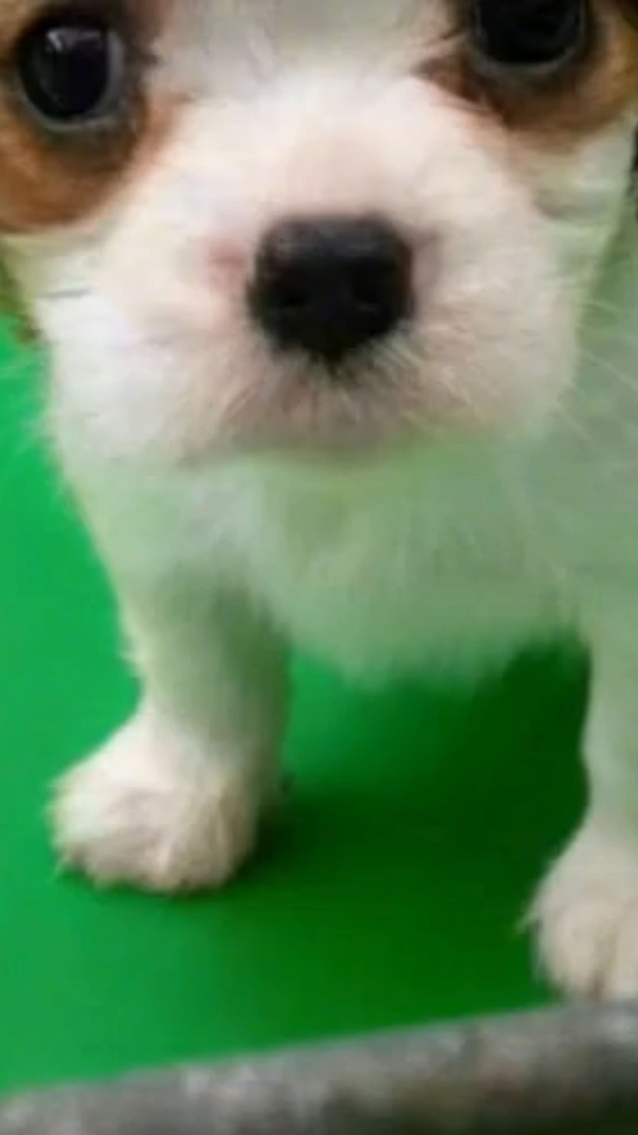 Image transform video