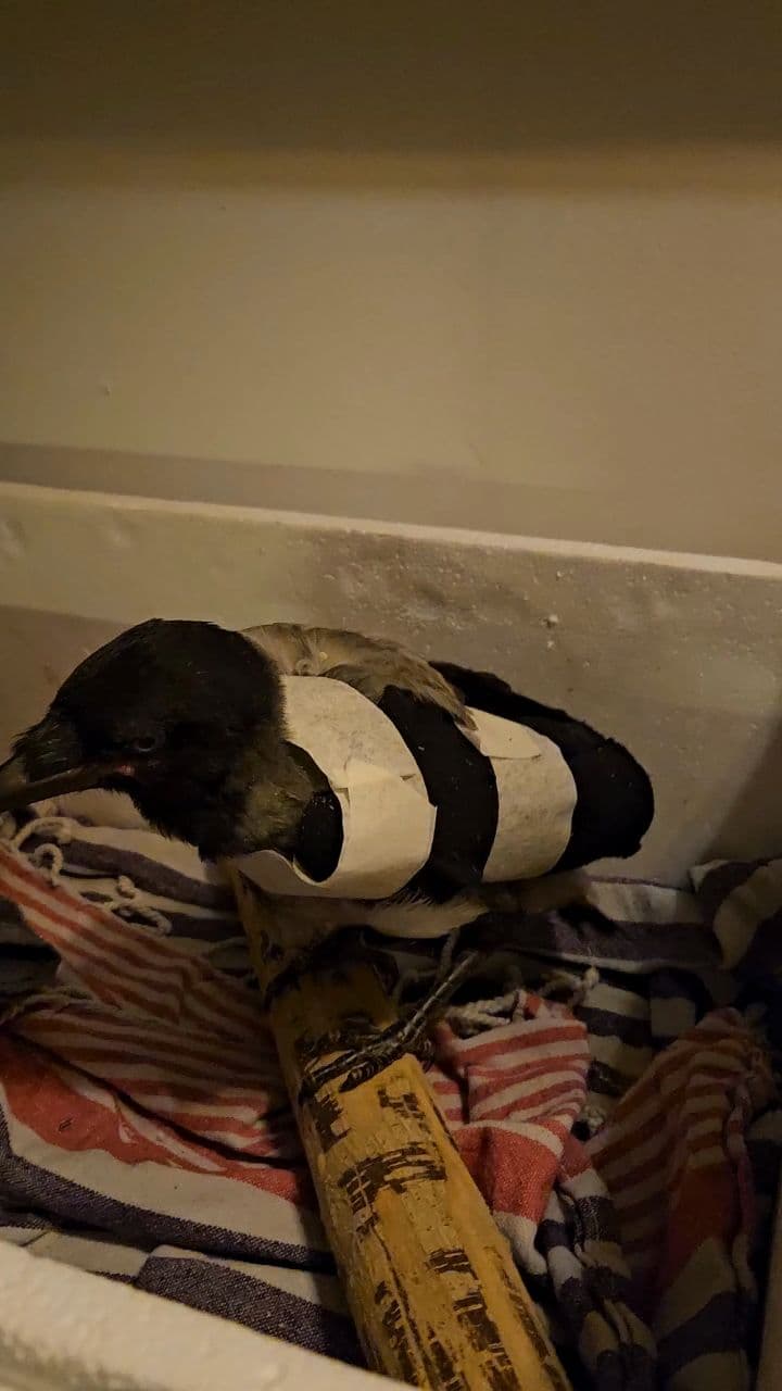 Wings of the Hooded Crow