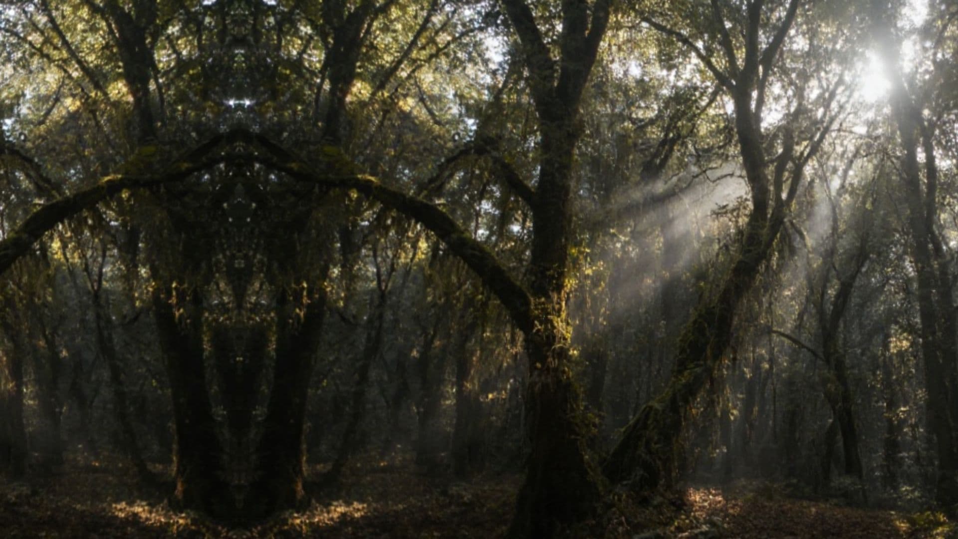 Am Irminsul im ewigen Licht
