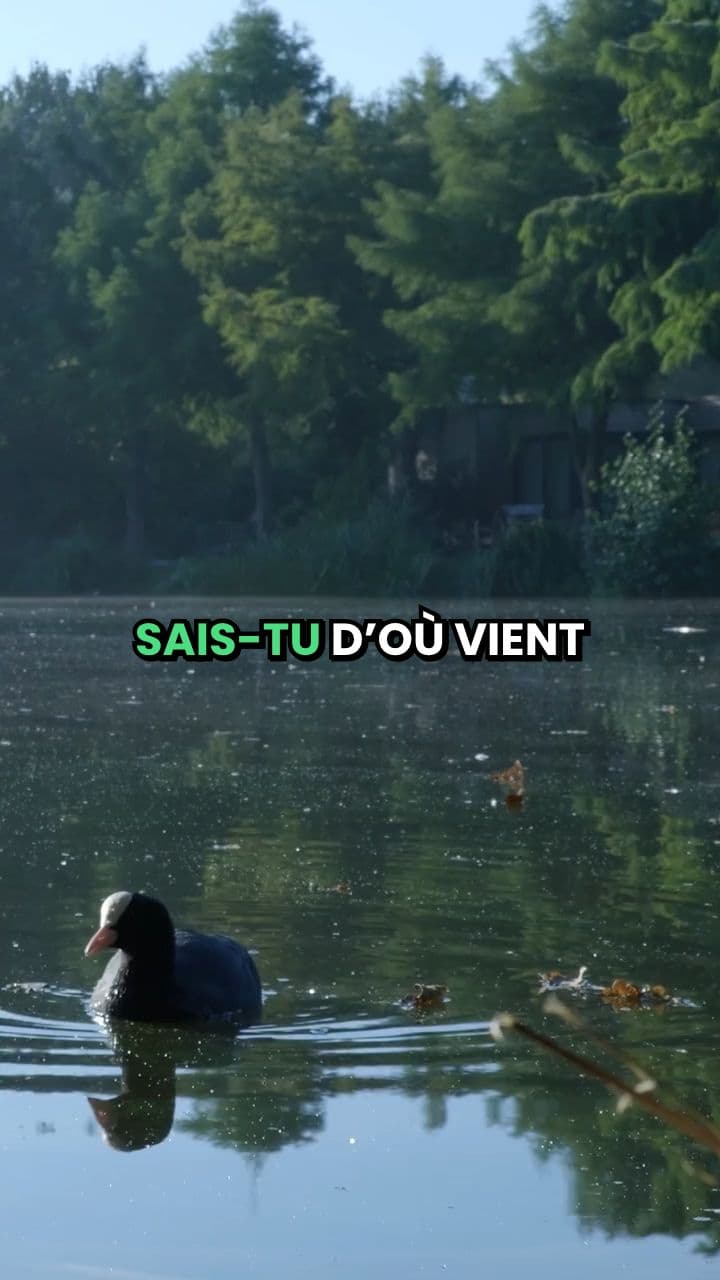 37. Trois pattes à un canard