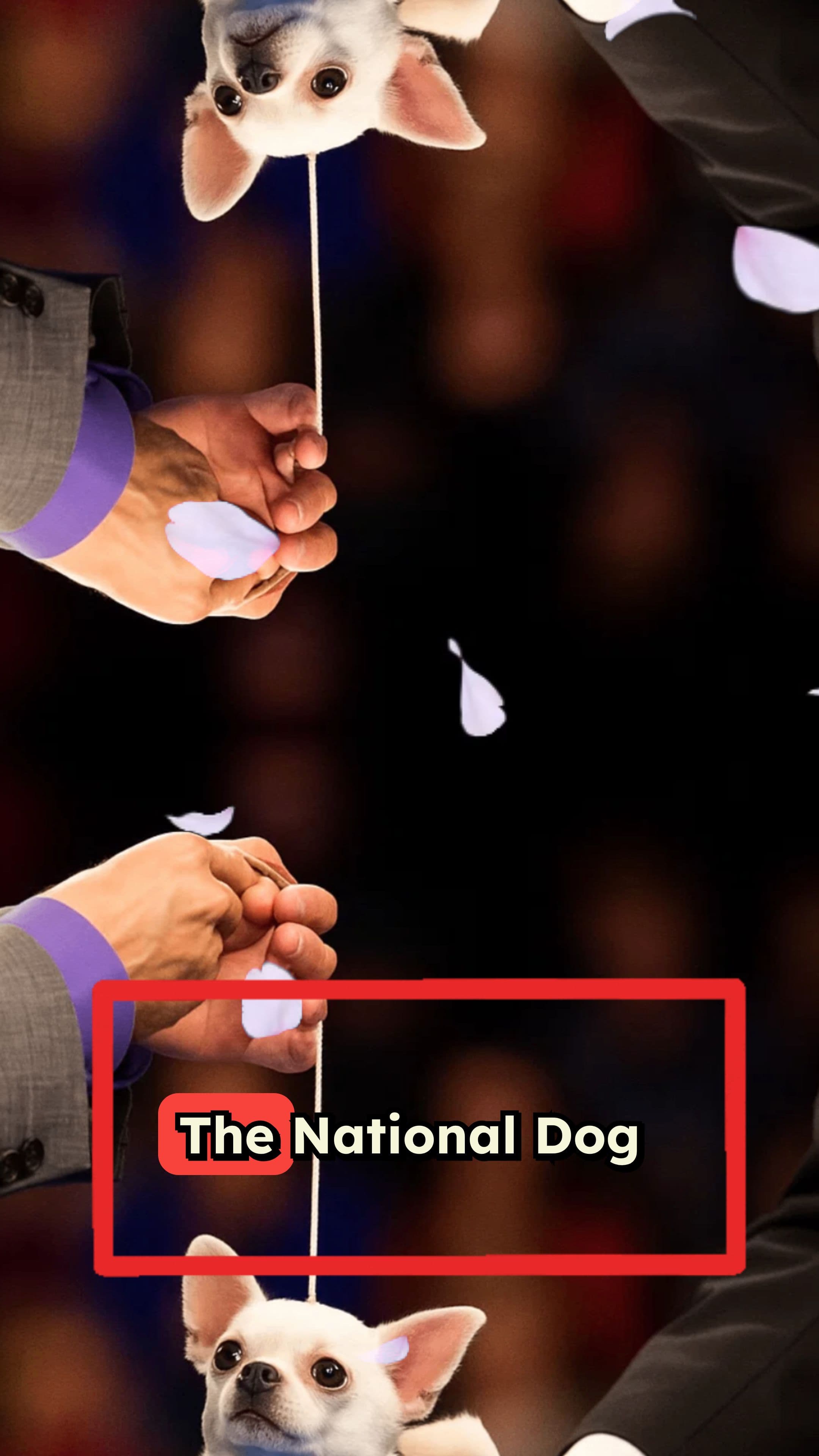 Soleil the Belgian Sheepdog Wins Best in Show