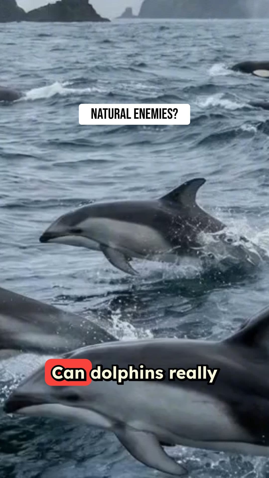 Dolphins and Orcas: An Unlikely Alliance