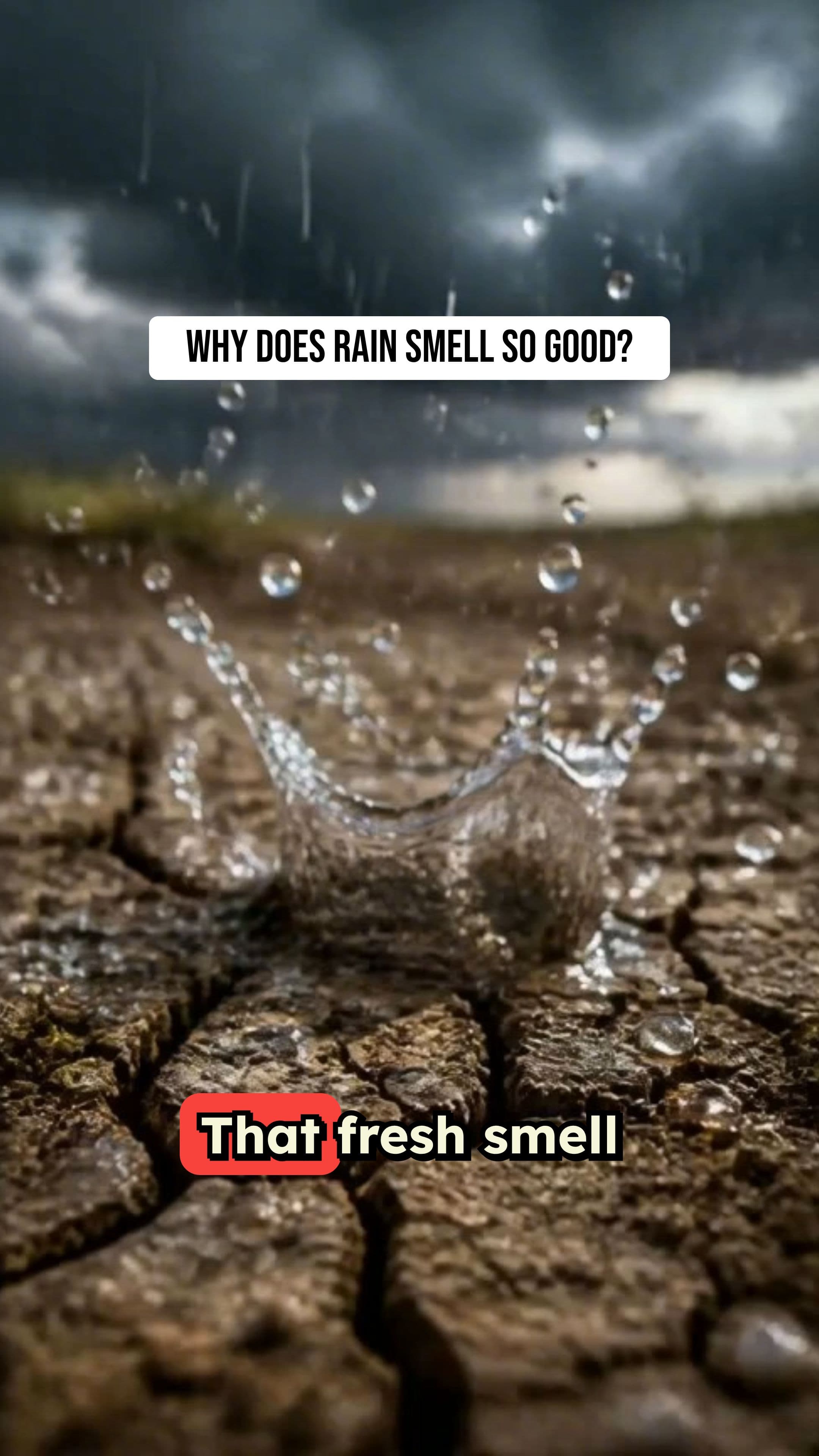 Why Rain Smells So Good