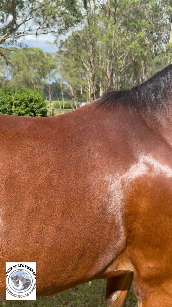 Magic Brush for a Shining Horse