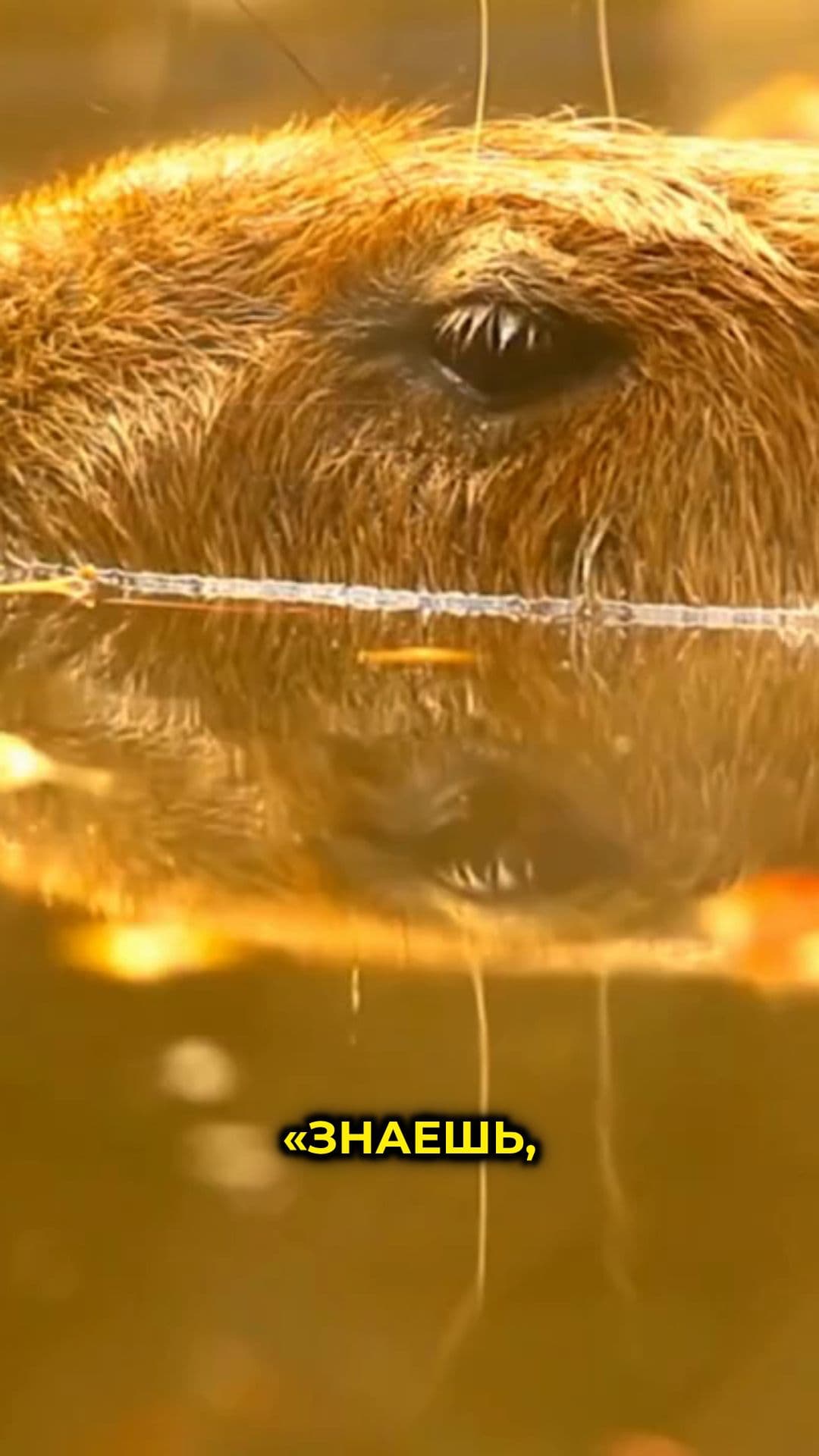 Капибара: символ спокойствия и безмятежности