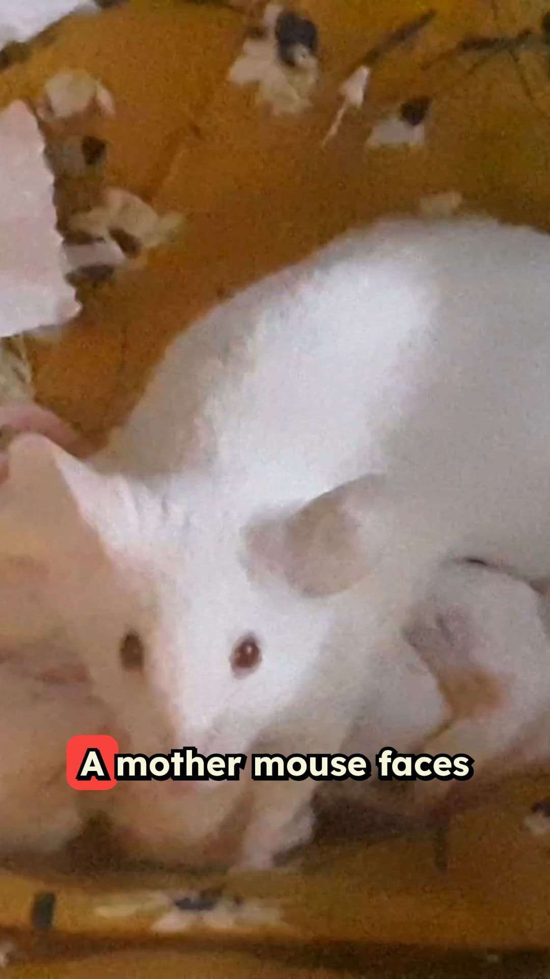 A Mother's Sacrifice