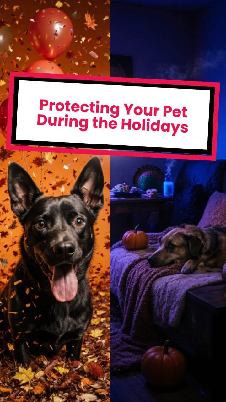 Protecting Your Pet During Parties
