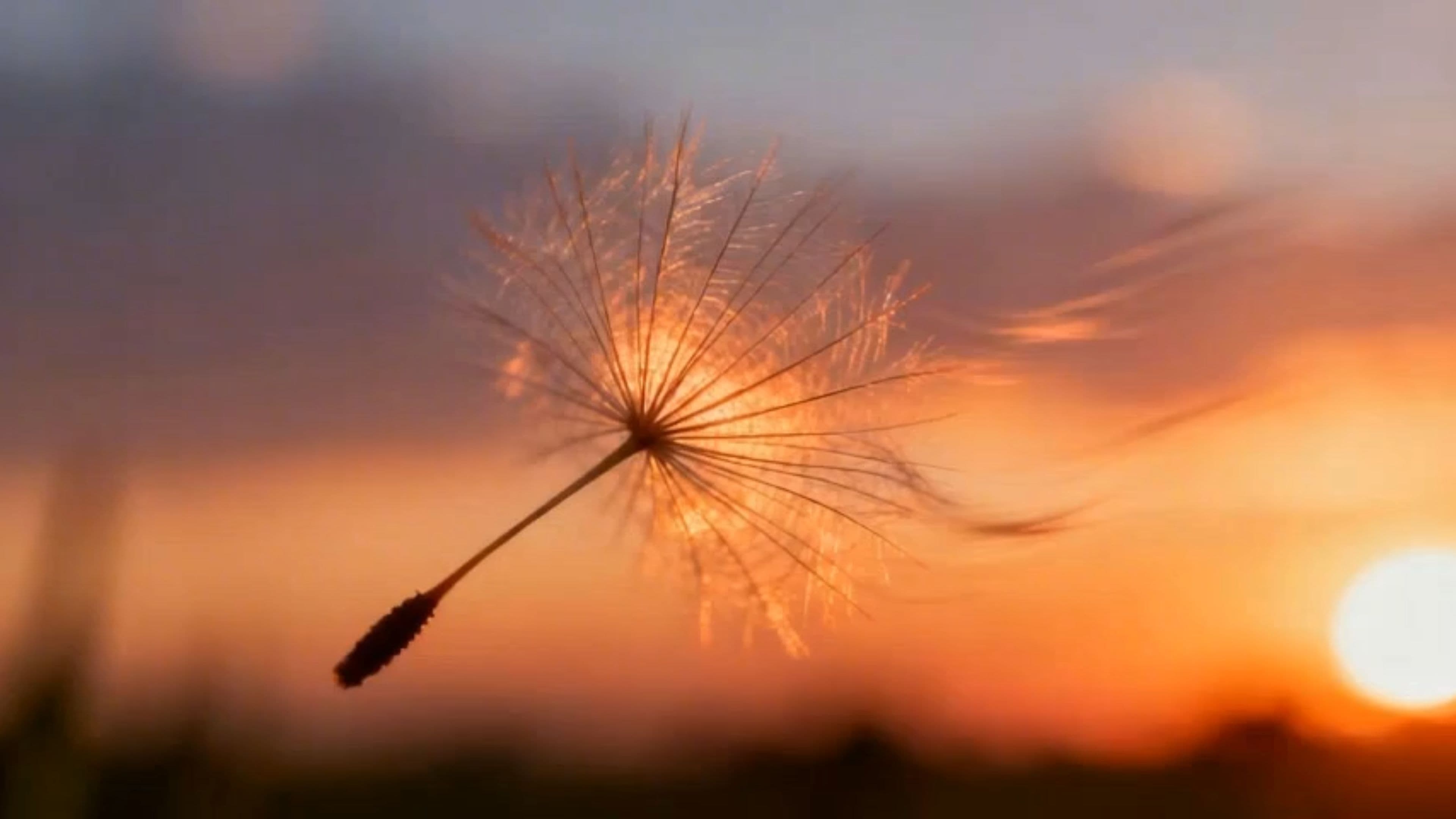 Kansas - Dust in the Wind