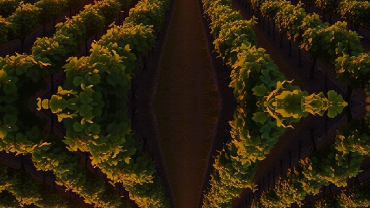 Grapes and Dollar Bill Leaves