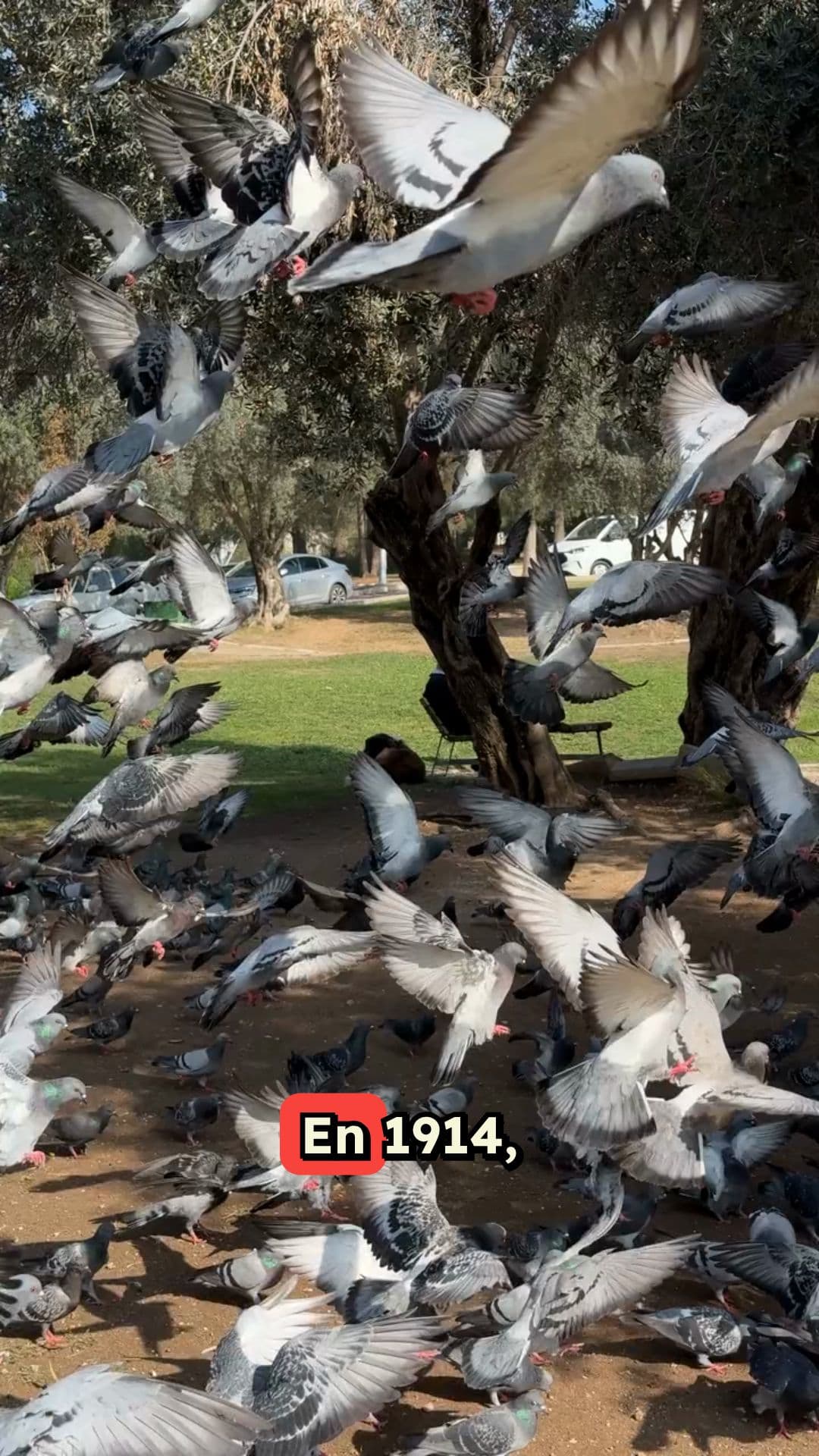 Les pigeons héros de la Première Guerre mondiale