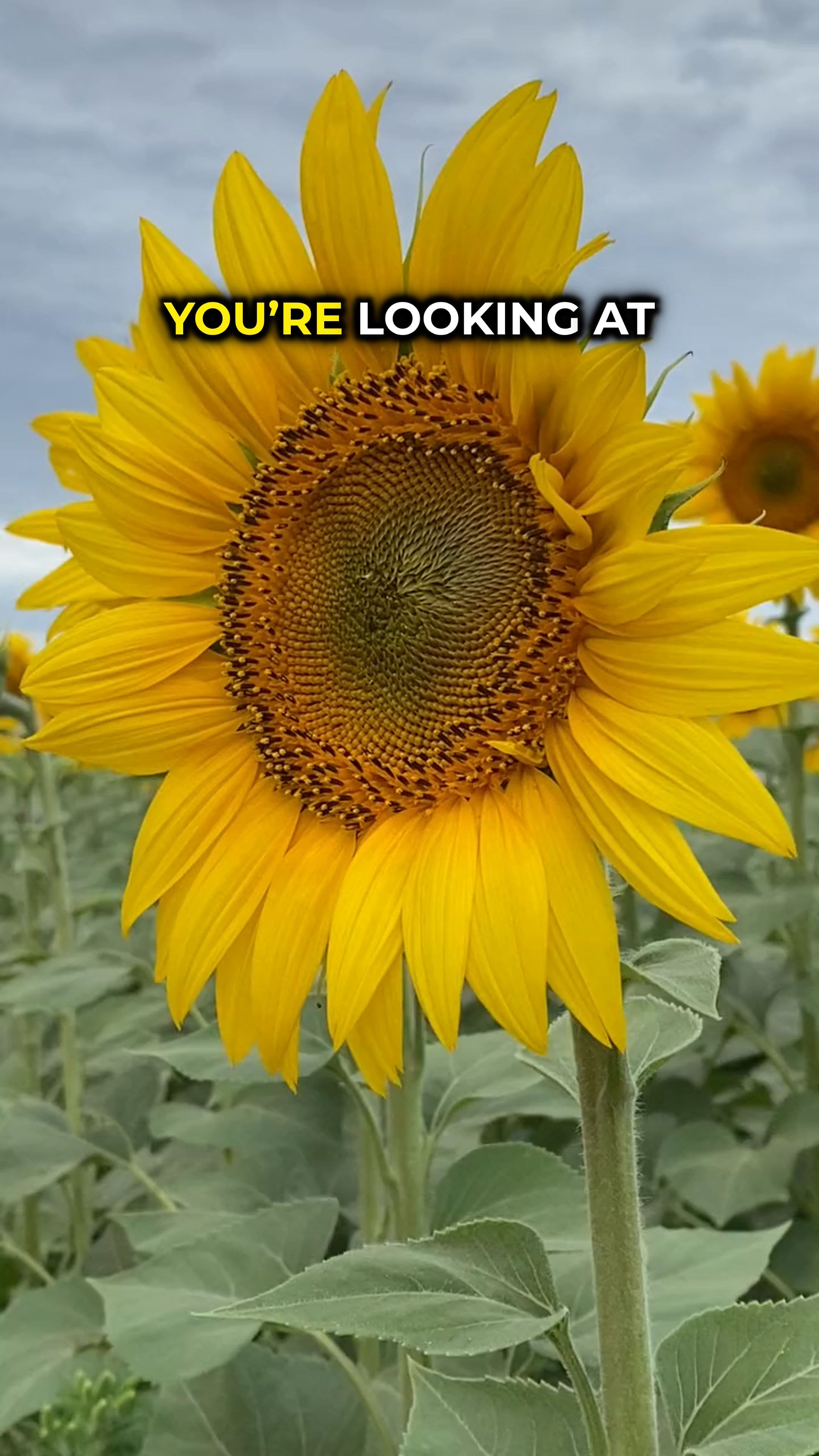 Fibonacci: Nature's Pattern and Human Behavior