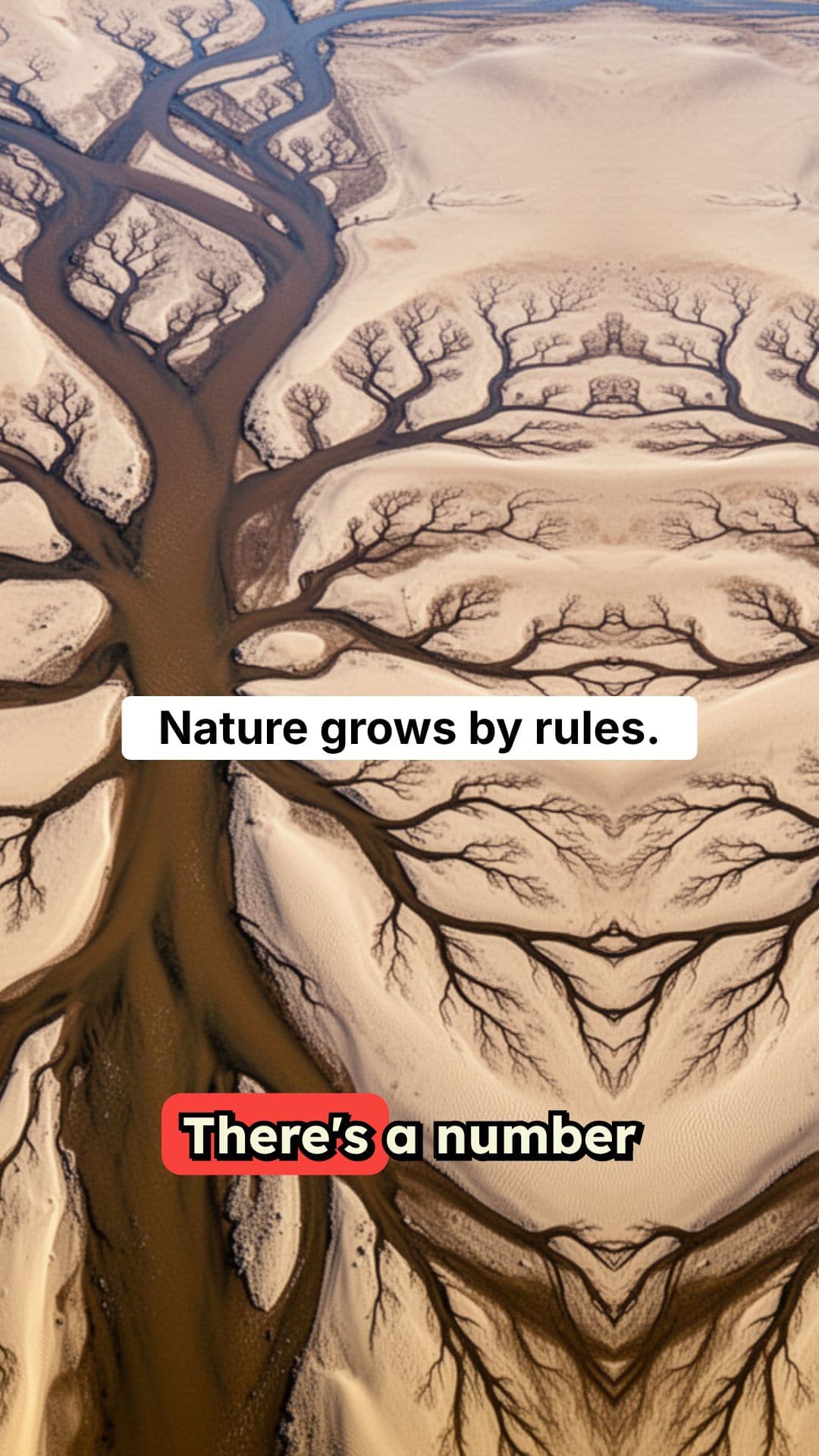 The Fibonacci Sequence: Nature's Hidden Growth Pattern