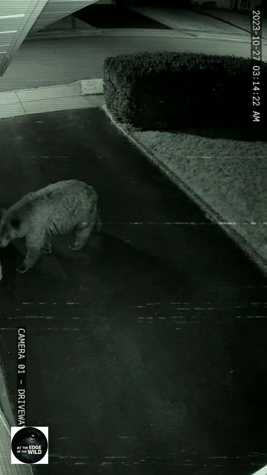 Night Visitor CCTV