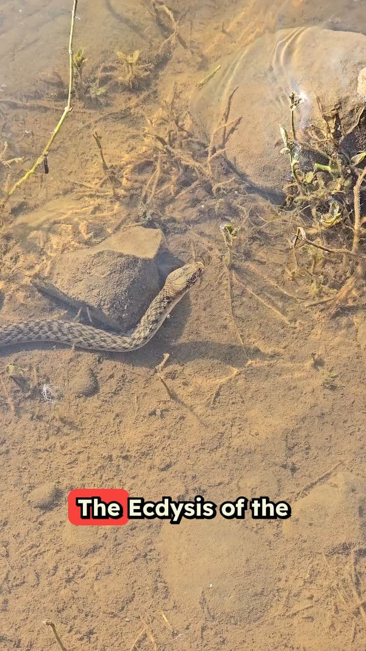 Shedding the Old Year