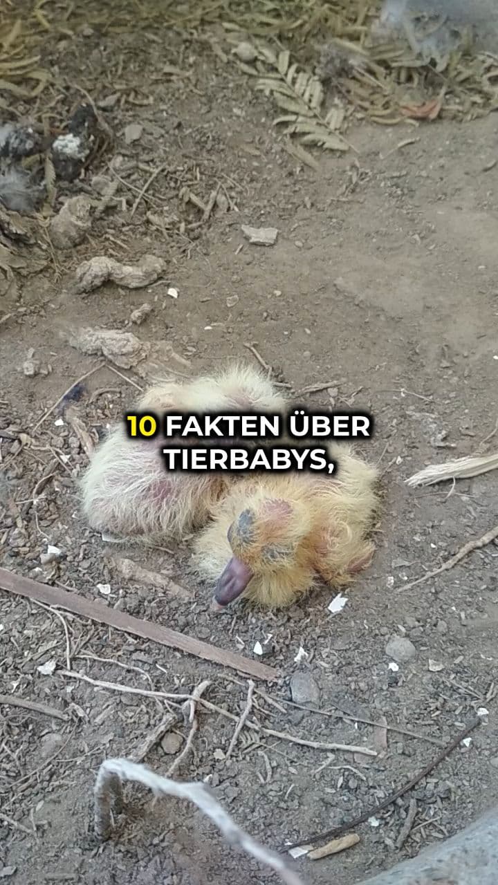 Faszinierende Fakten über Tierbabys