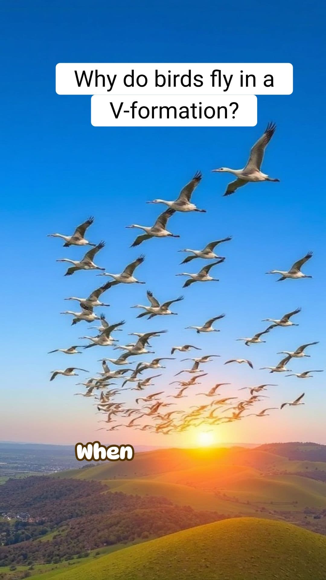 Why Do Birds Fly in a V-Formation? | RapidSmartFacts