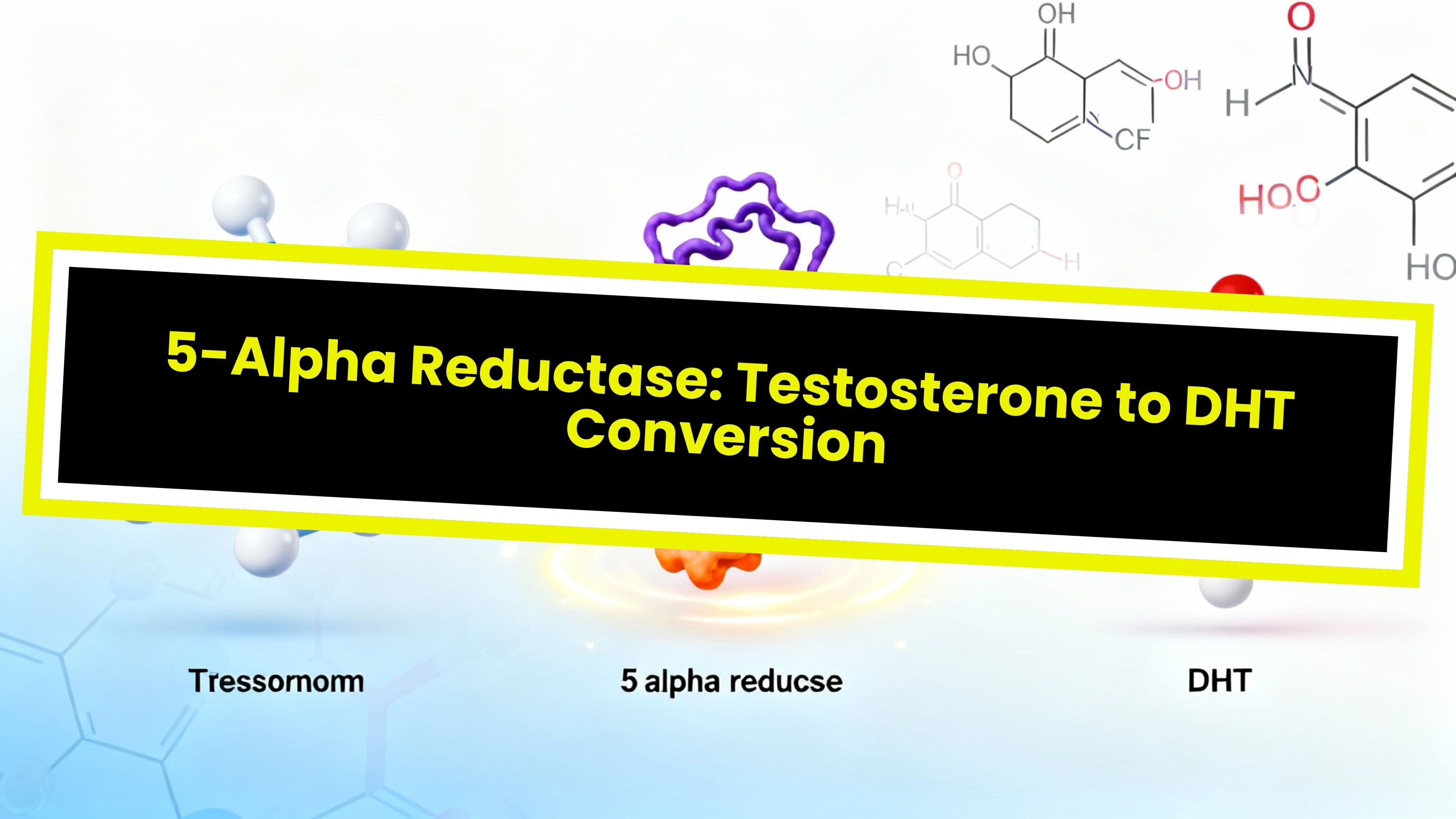 5-Alpha Reductase: Testosterone to DHT Conversion