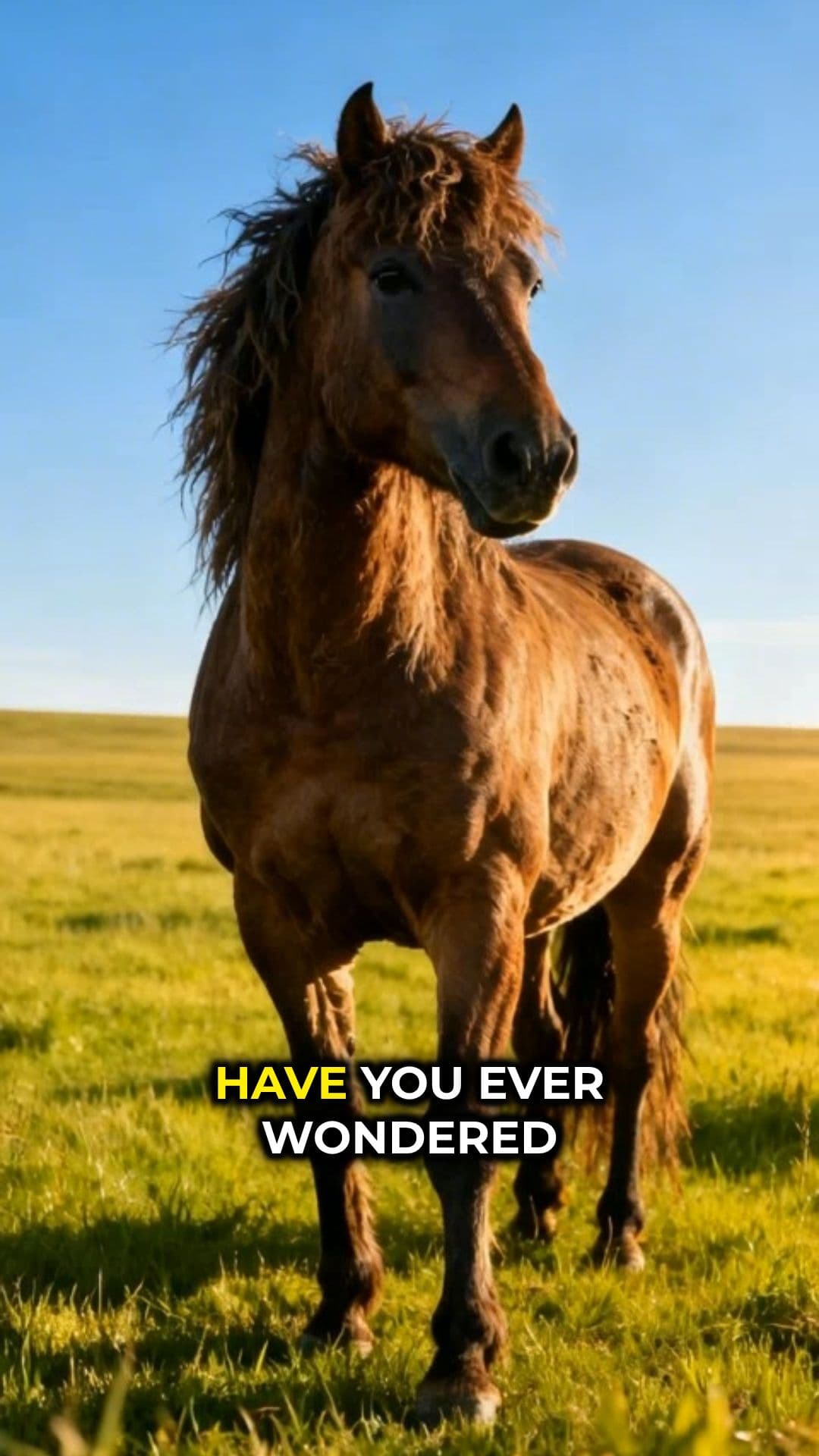 The Evolution of the Horse's Back