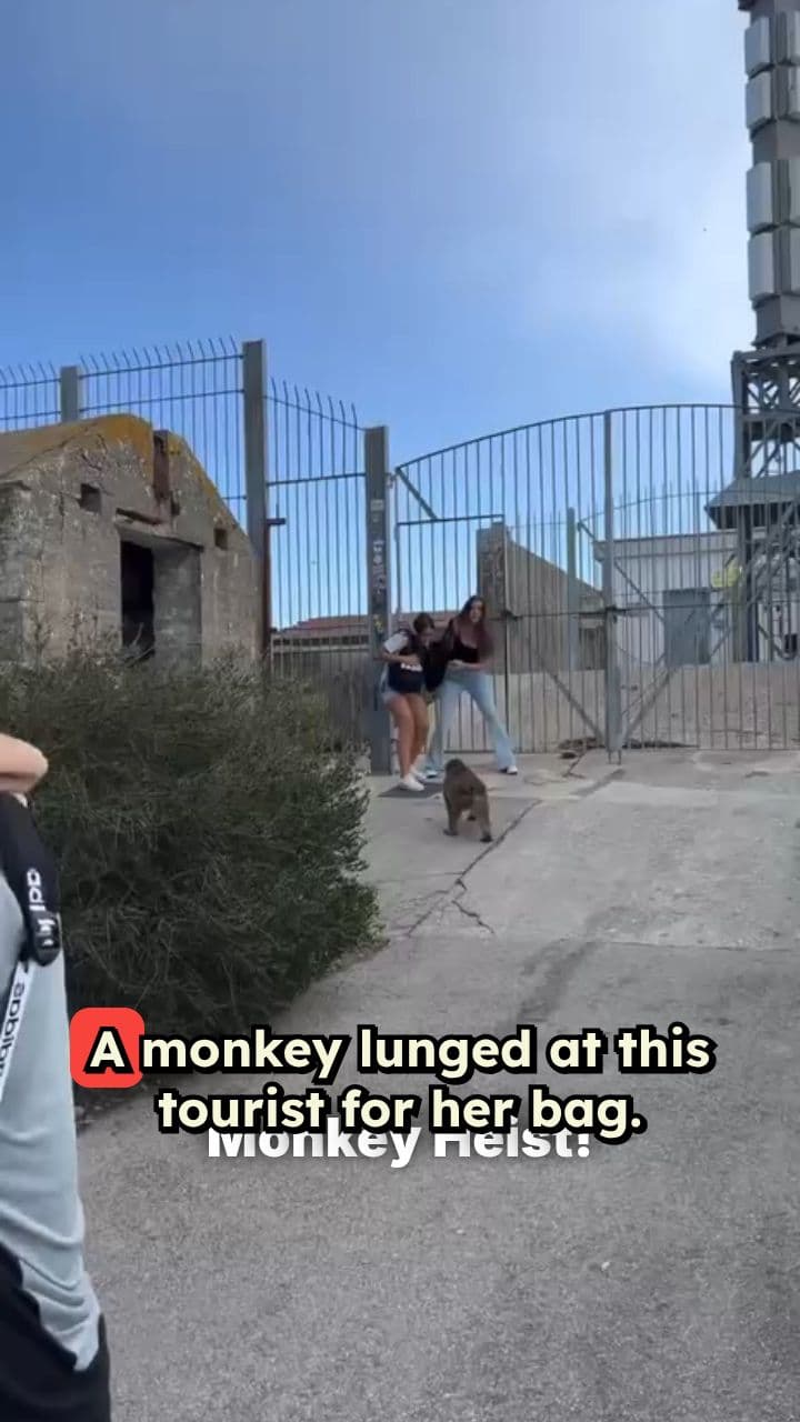 Monkey Attacks Tourist for Bag