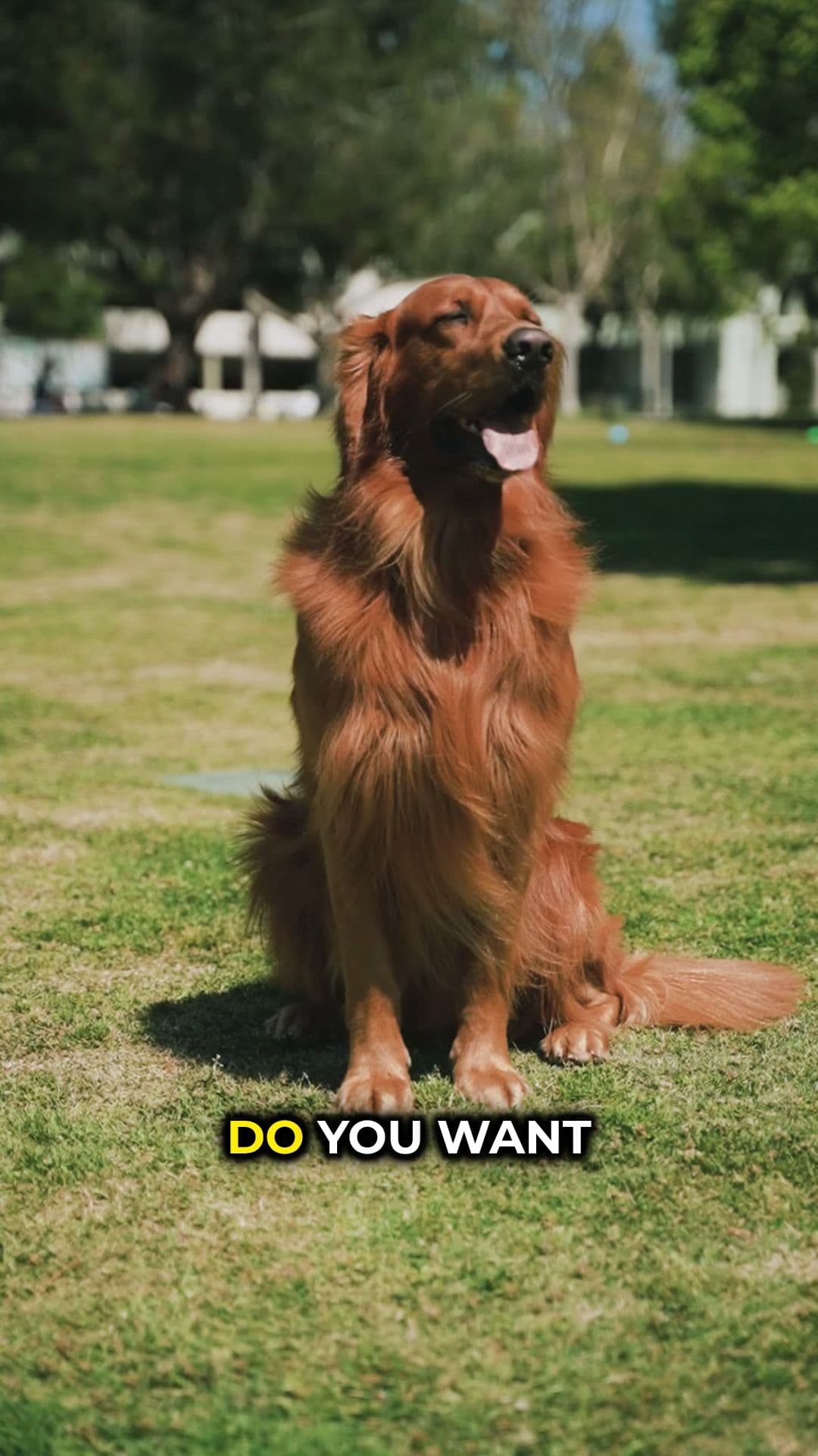 Unleash Health: The Benefits of Omega Oil for Your Dog (duplicated)