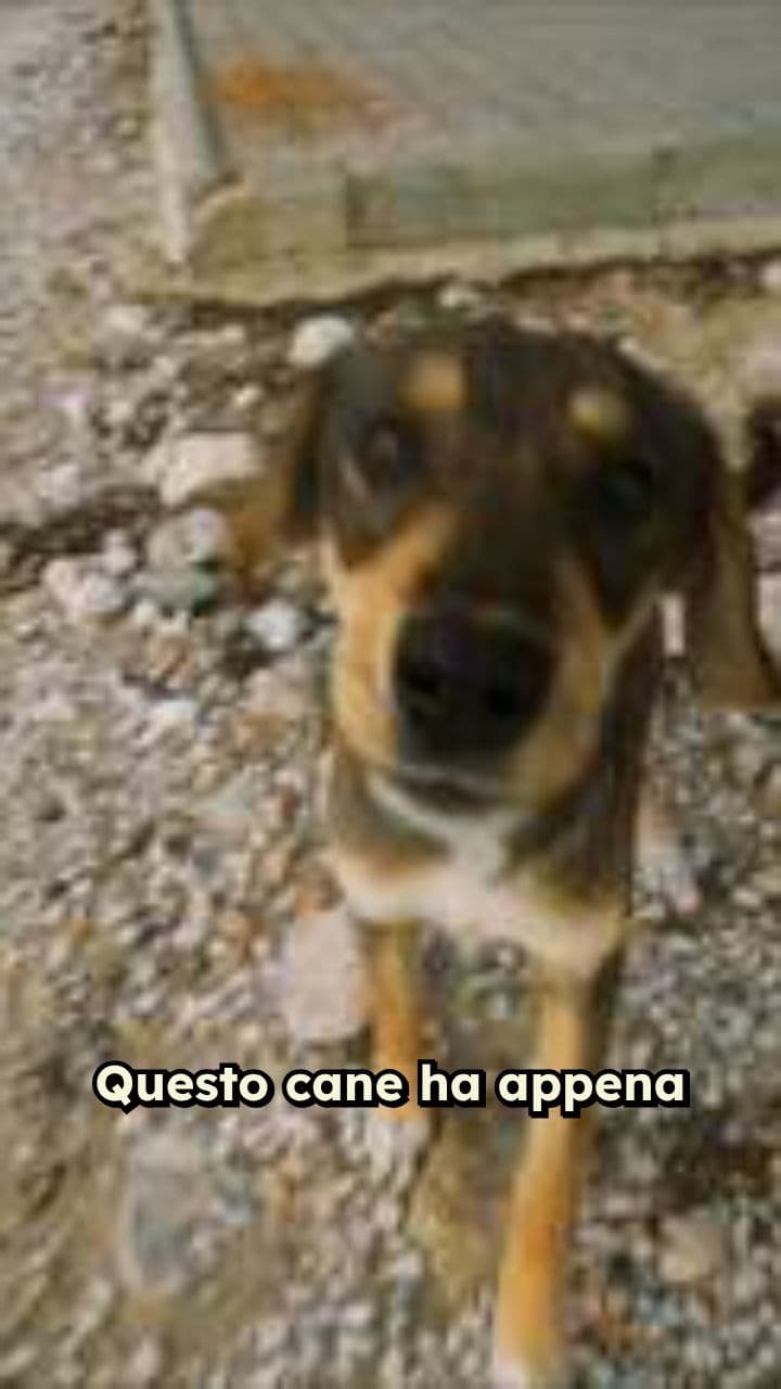 Il cane e il palloncino nemico