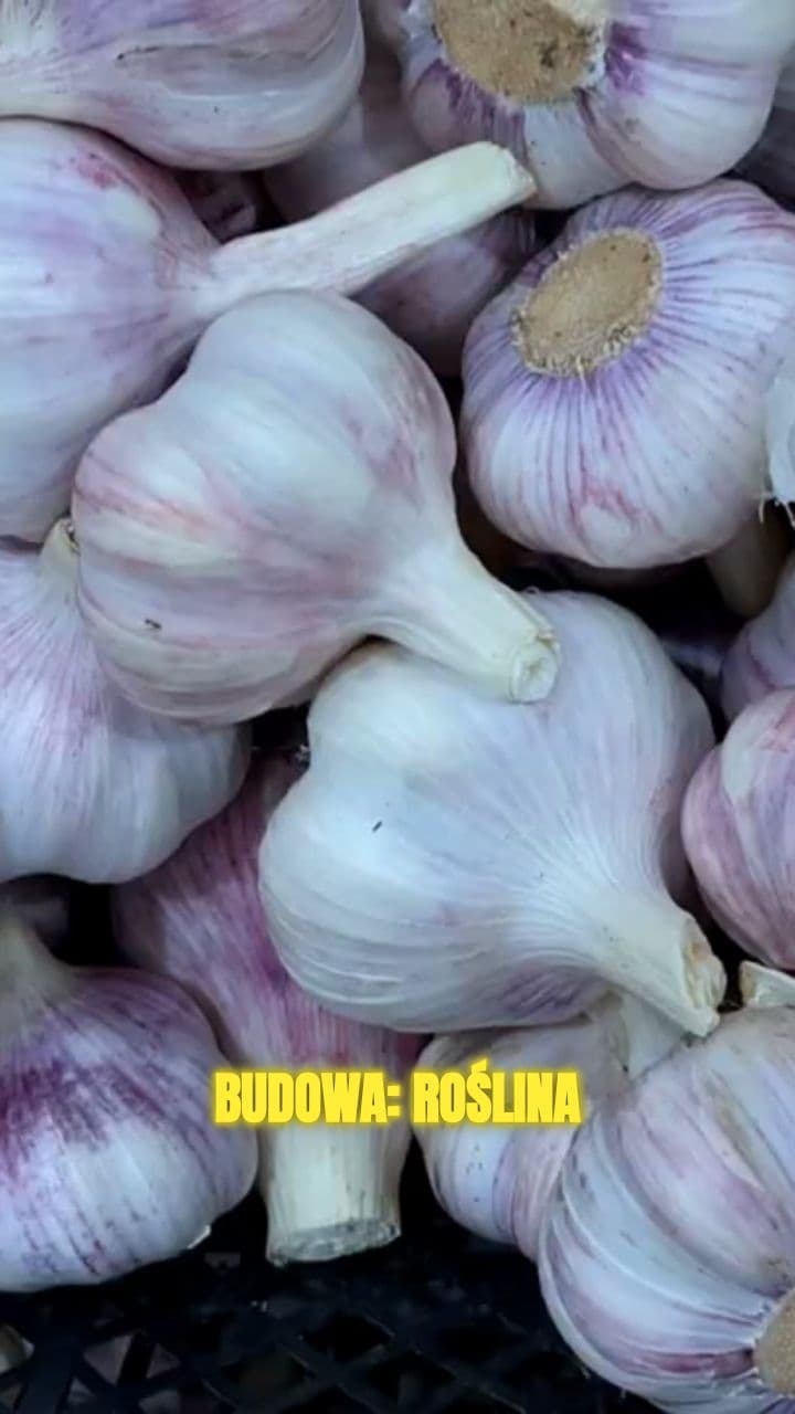 Roślina cebulowa wieloletnia