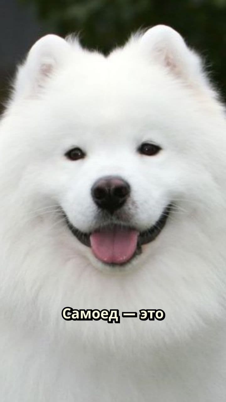 Самоед: верный друг и компаньон