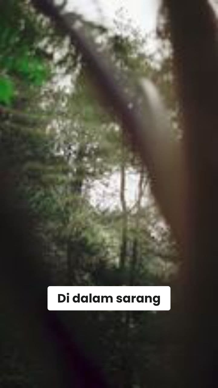 Kelahiran Sang Kobra: Dari Telur ke Raja Hutan