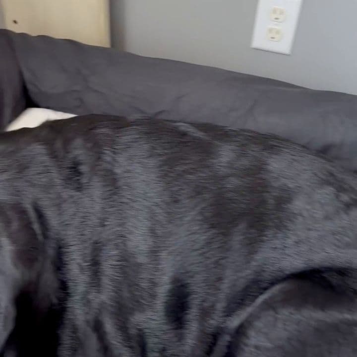 Perfect Elevated Bed for Our Labrador