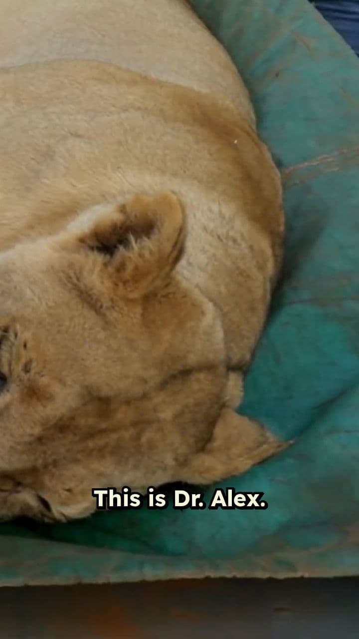 Saving a Lion With a Root Canal