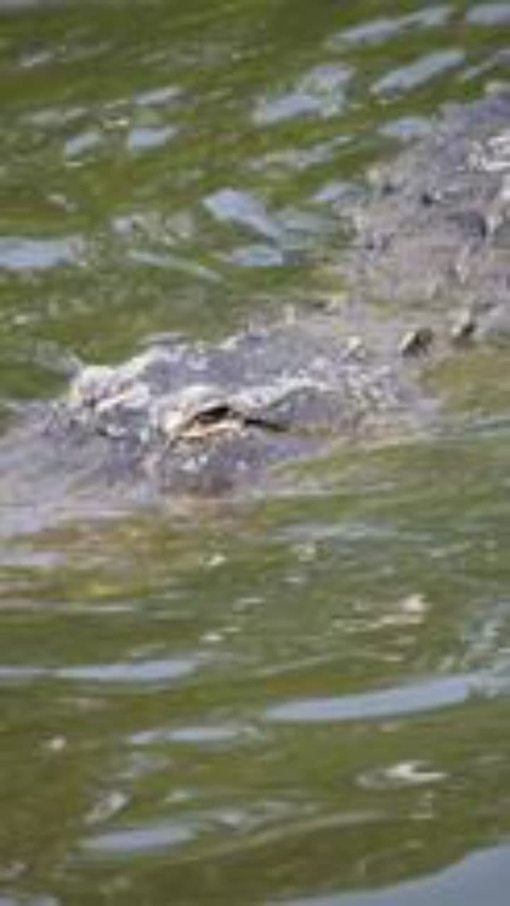 Fascinating Facts About Alligators