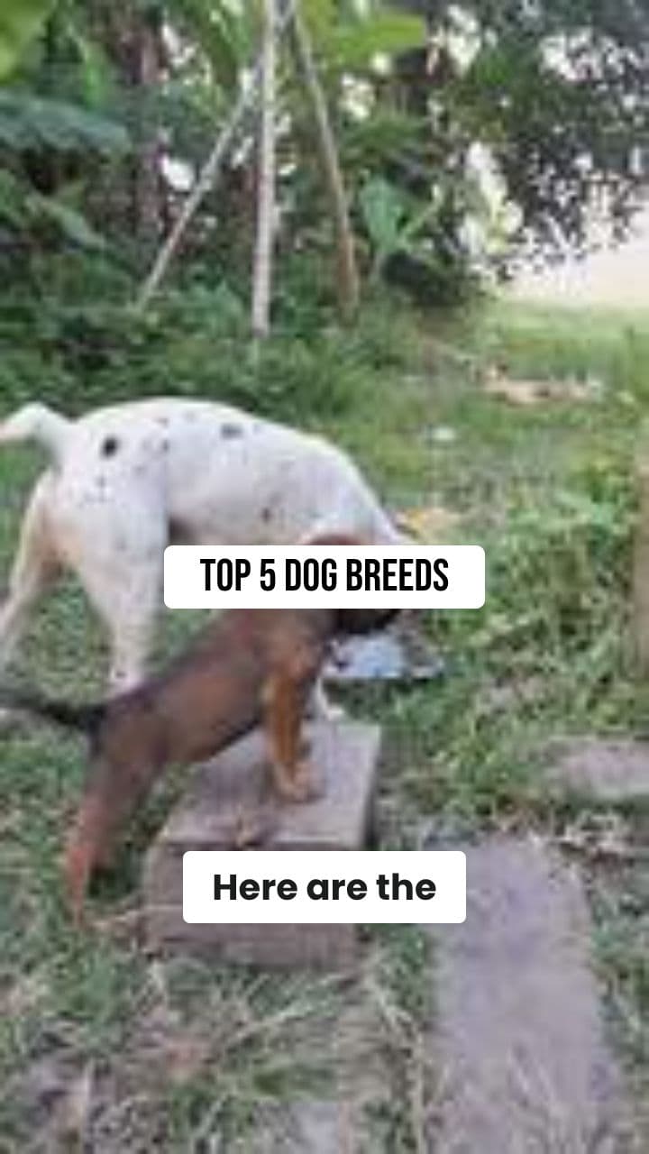 Top 5 Dog Breeds