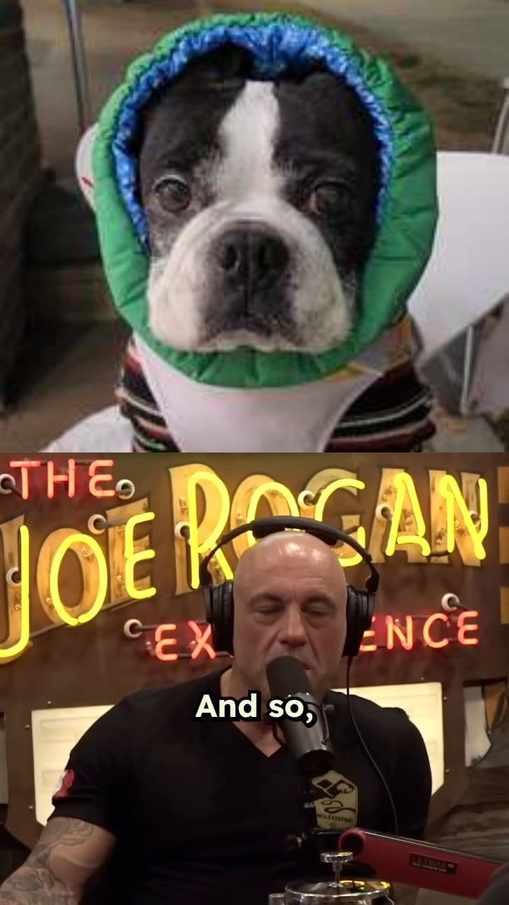 Six Inches From a Jaguar's Face