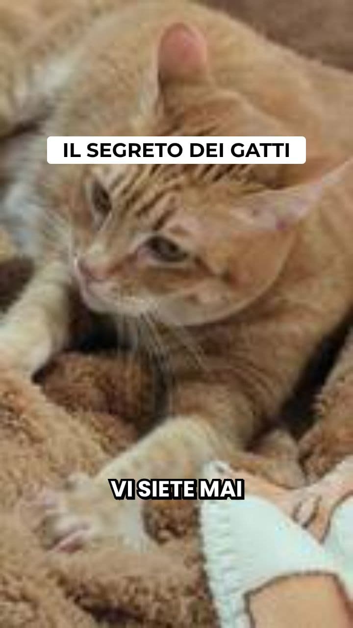 Perché i gatti dormono così tanto
