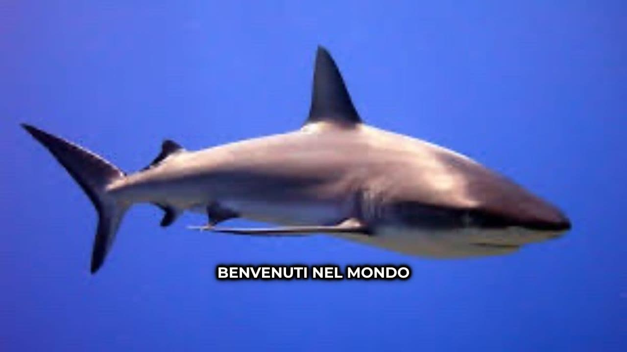 Le Avventure di Sharko Skateorio