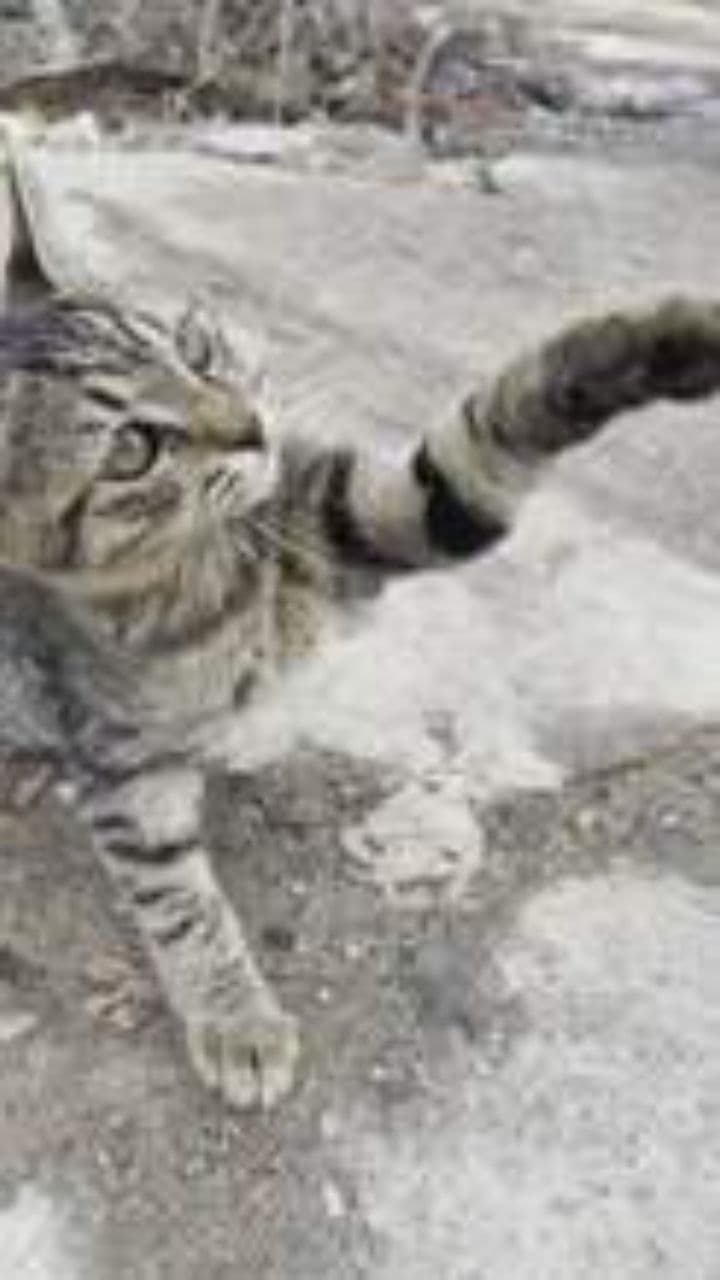 Факти за Дожа Кет