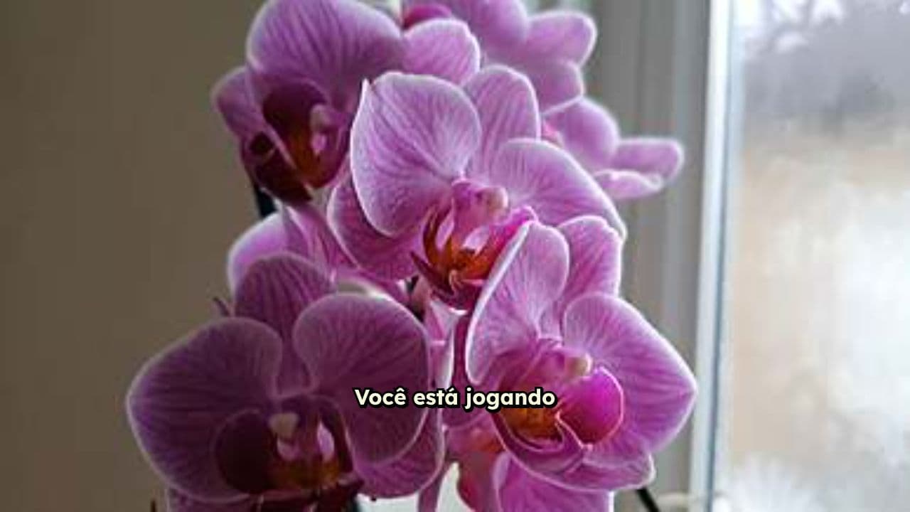 Cuidados Essenciais para Orquídeas Saudáveis